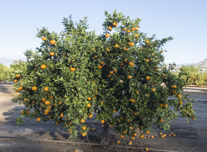 ruddytangorcrc4146003