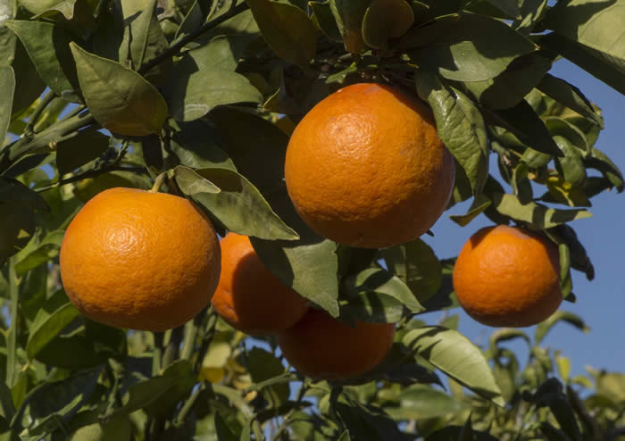 ruddytangorcrc4146005