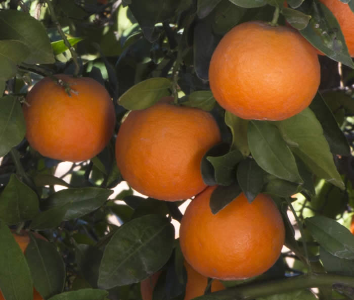 ruddytangorcrc4146008