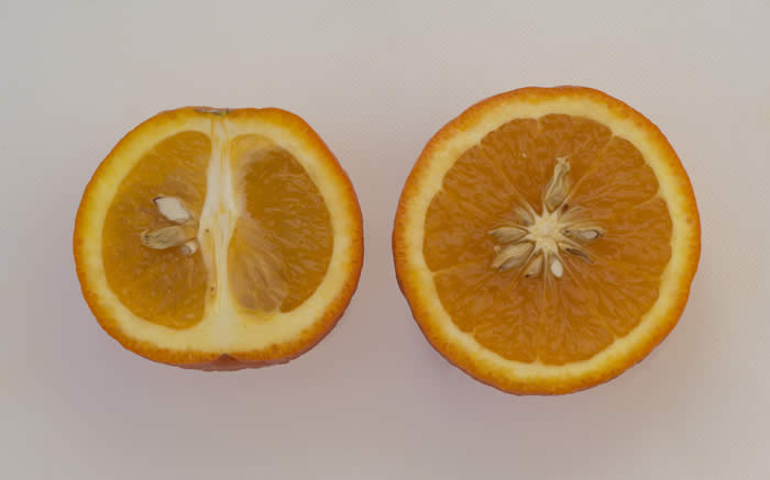 ruddytangorcrc4146009