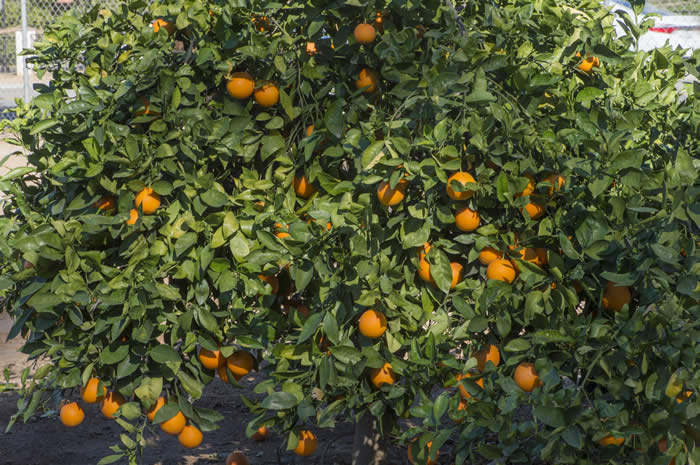 rufertanavelorangecrc4141001