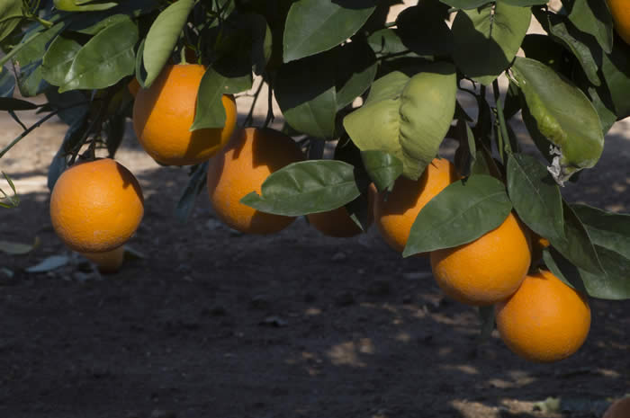 rufertanavelorangecrc4141002