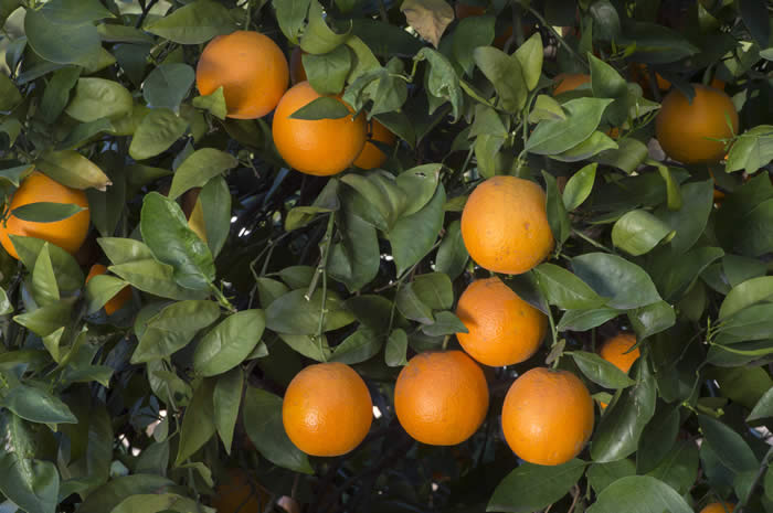 rufertanavelorangecrc4141003