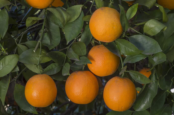 rufertanavelorangecrc4141004