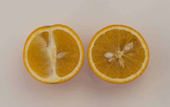 rufertanavelorangecrc4141005