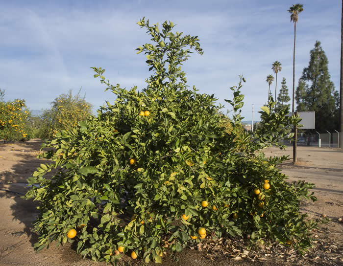 rufertanavelorangecrc4141006