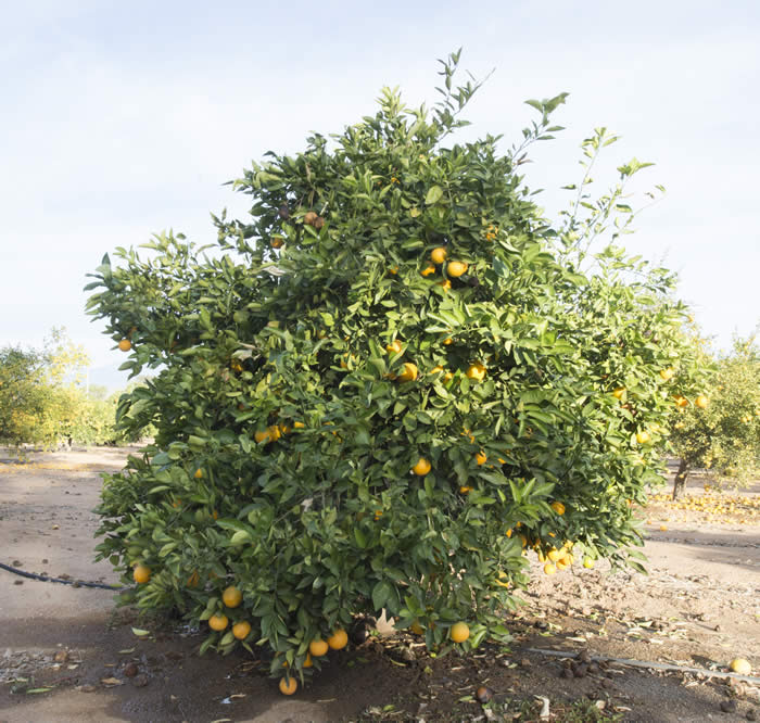 rufertanavelorangecrc4141007