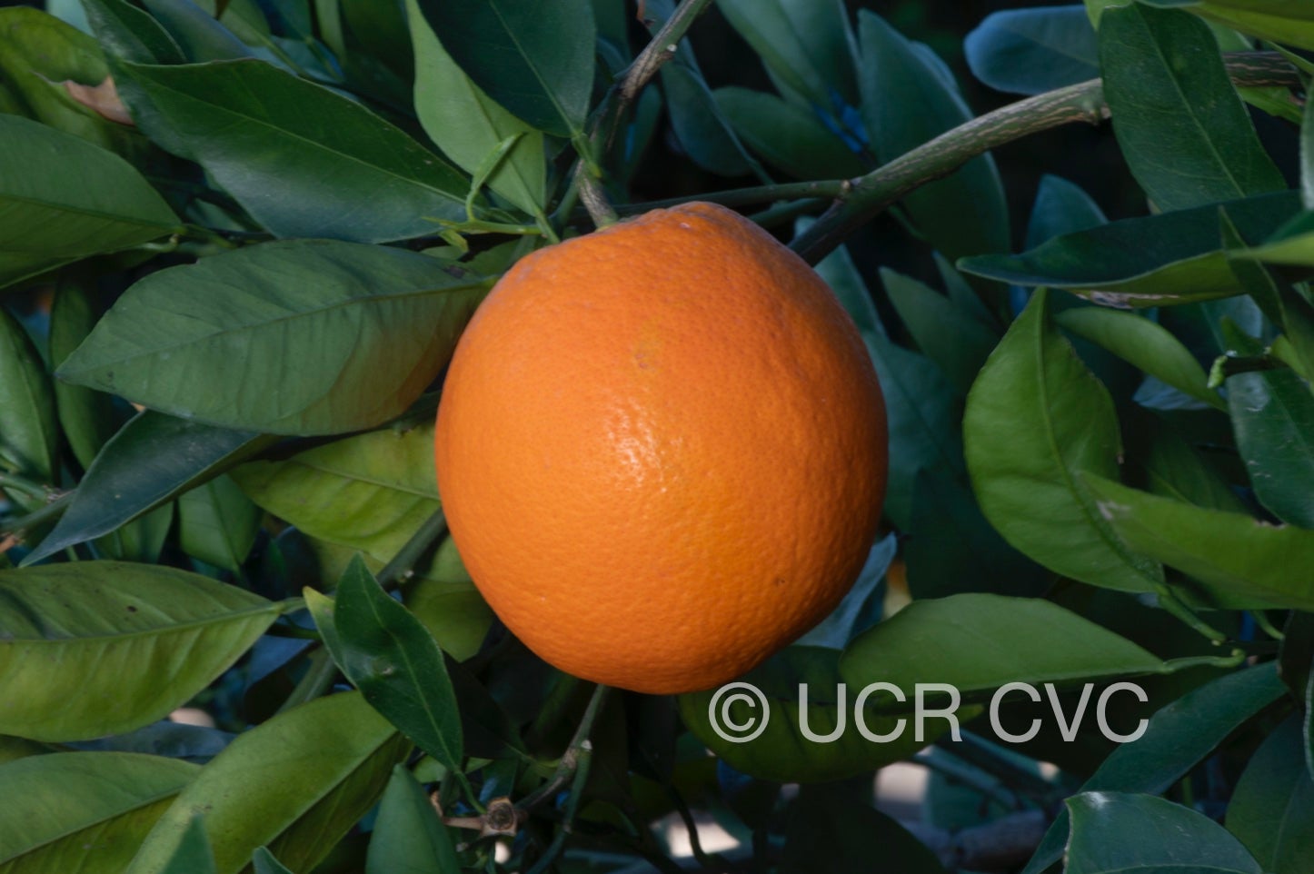 rush_ti_navel_orange_crc_4262_001.jpg