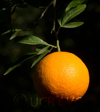 ruskcitrangecrc1441003