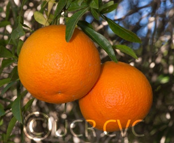 ruskcitrangecrc1441005