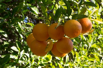 ruskcitrangecrc1441007