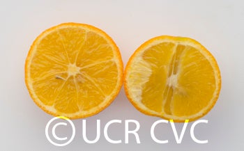 ruskcitrangecrc301007