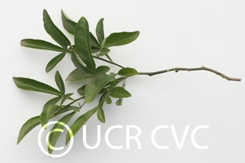 ruskcitrangecrc301008