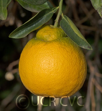 s281citrangelotrifoliatextangelohybridcrc3552005.jpg