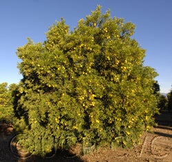 Willowleaf sour orange cvc01_000.jpg