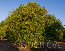 sanguinellibloodorange_crc3828_002