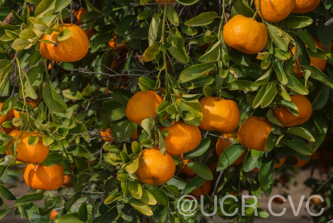 scarlet_emperor_mandarin_crc_3326_006.jpg