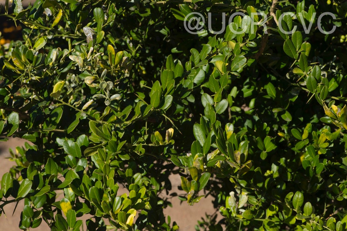 severinia_buxifolia_crc_1492_003.jpg