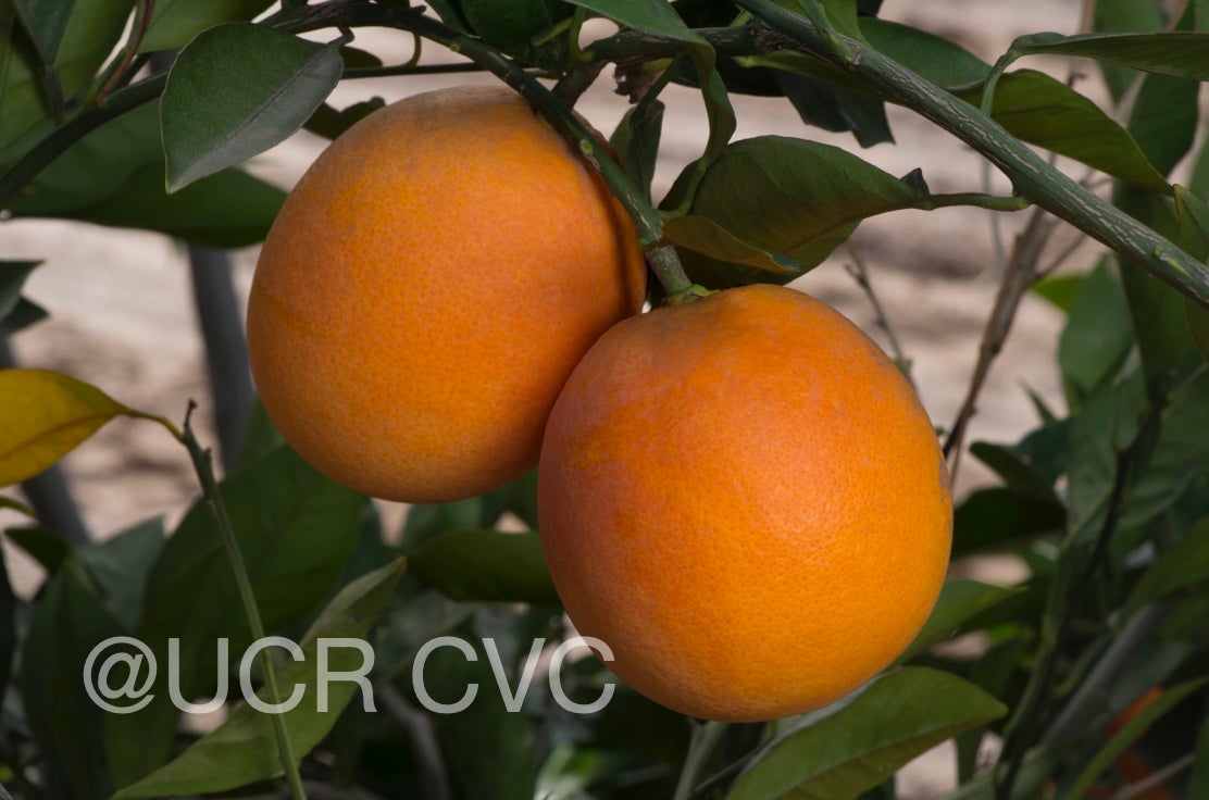 shahani_blood_navel_orange_rrut_477_004.jpg