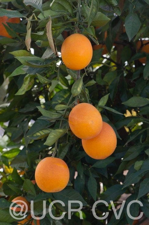 shahani_blood_navel_orange_rrut_477_005.jpg