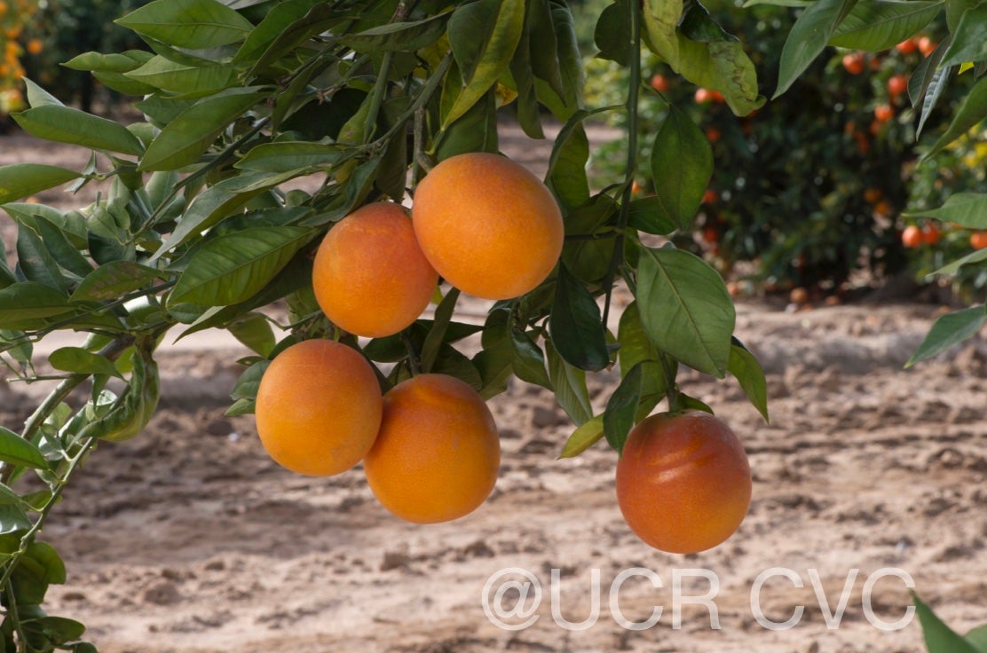 shahani_blood_navel_orange_rrut_477_006.jpg
