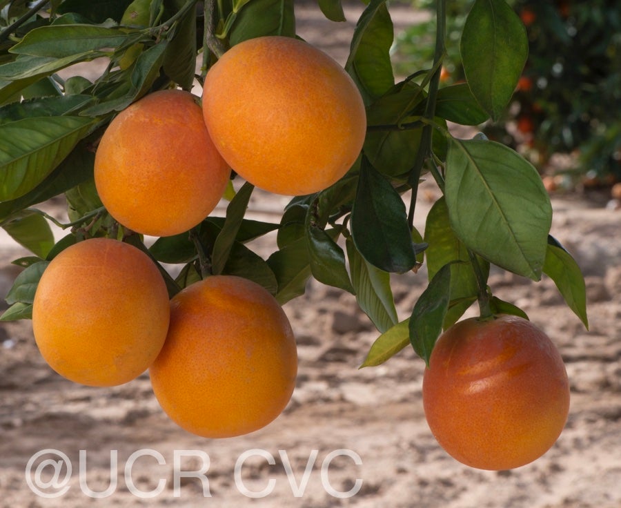 shahani_blood_navel_orange_rrut_477_007.jpg