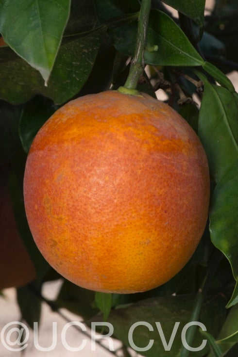 shahani_blood_navel_orange_rrut_477_009.jpg