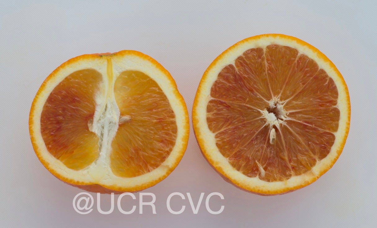 shahani_blood_navel_orange_rrut_477_010.jpg