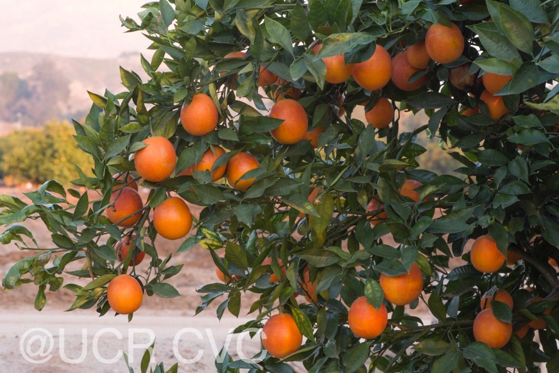 shahani_blood_navel_orange_rrut_477_011.jpg