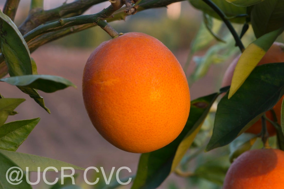 shahani_blood_navel_orange_rrut_477_012.jpg