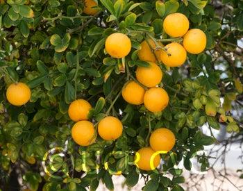 simmonstrifoliate_crc3549_002