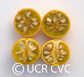 simmonstrifoliate_crc3549_003