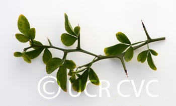 simmonstrifoliate_crc3549_004