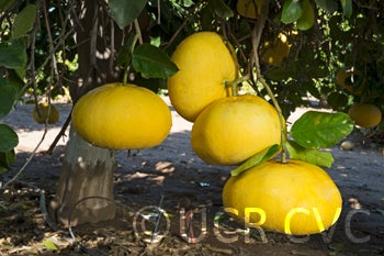 sinograndispummelohybridcrc3148004