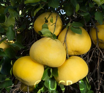 sinograndispummelohybridcrc3148005