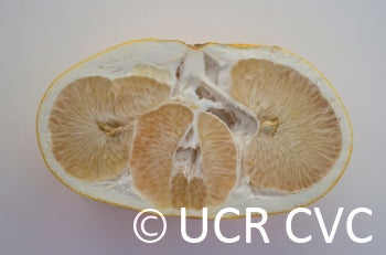 sinograndispummelohybridcrc3148007