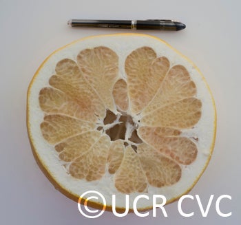 sinograndispummelohybridcrc3148010