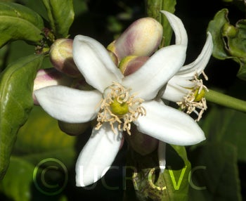 sintoncitrangequat_crc3642_002