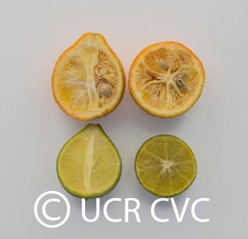 sintoncitrangequat_crc3642_004