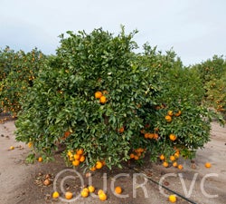 skaggsbonanzanavel_crc3971_001