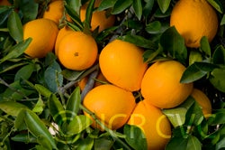 skaggsbonanzanavel_crc3971_002