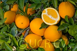 skaggsbonanzanavel_crc3971_003