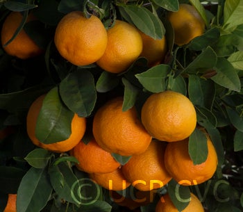 sniffacidlessrangpurlime_crc2484_001