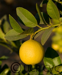 soghilime_crc4130_001