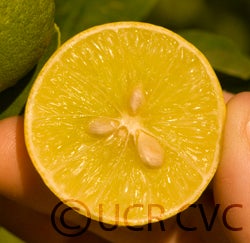 soghilime_crc4130_002