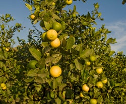 soghilime_crc4130_004