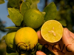 soghilime_crc4130_005