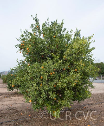 sohhimtramandarin_crc4095_001