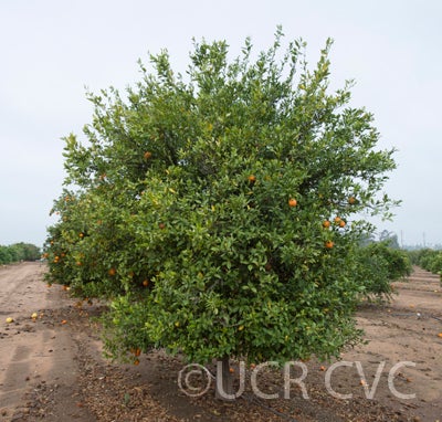 sohhimtramandarin_crc4095_002