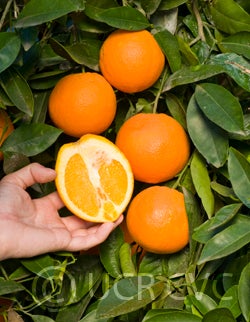 springnavelorange_crc4024_002